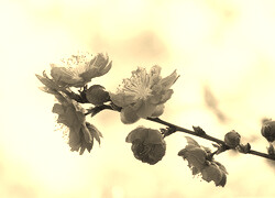 Szary + Sepia