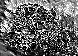 Skamielina