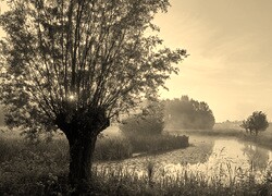 Szary + Sepia