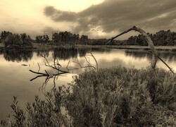 Szary + Sepia