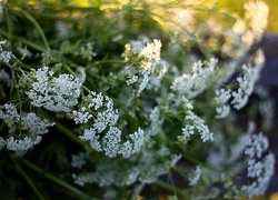 Oryginalny obrazek