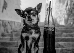 Szary