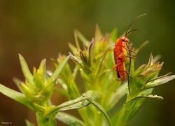 Oryginalny obrazek