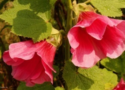 Oryginalny obrazek