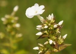 Oryginalny obrazek