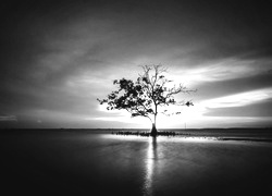 Szary + Sepia