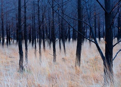 Oryginalny obrazek
