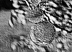 Skamielina