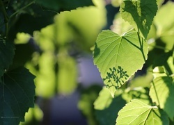 Oryginalny obrazek