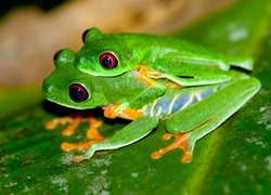 Oryginalny obrazek