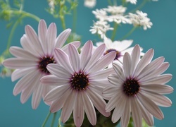Oryginalny obrazek