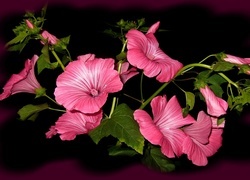 Oryginalny obrazek