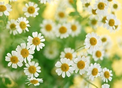 Oryginalny obrazek