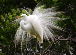 Oryginalny obrazek