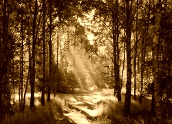 Sepia