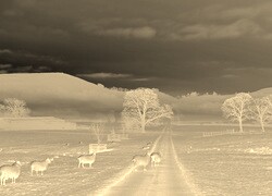 Sepia + Negatyw