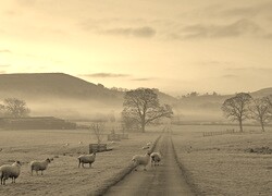 Sepia