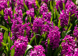 Oryginalny obrazek