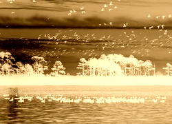 Sepia + Negatyw