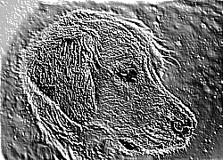 Skamielina