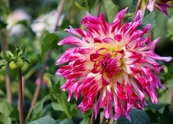 Oryginalny obrazek