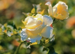Oryginalny obrazek