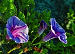 Oryginalny obrazek