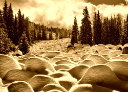 Sepia