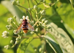 Oryginalny obrazek