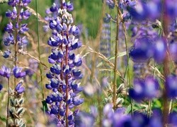 Oryginalny obrazek