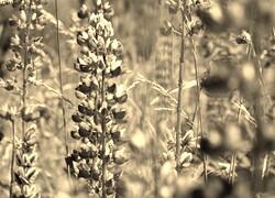 Szary + Sepia
