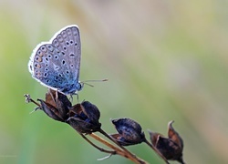 Oryginalny obrazek