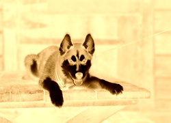 Sepia + Negatyw