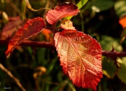 Oryginalny obrazek