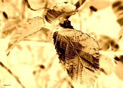 Sepia + Negatyw