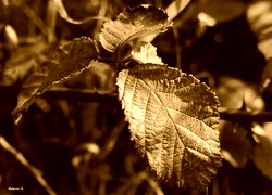 Sepia
