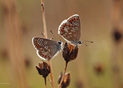 Oryginalny obrazek