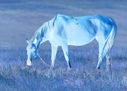 Negatyw