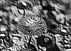 Skamielina