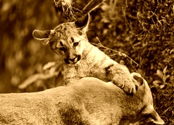 Sepia