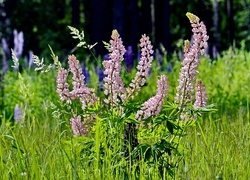 Oryginalny obrazek