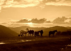 Sepia