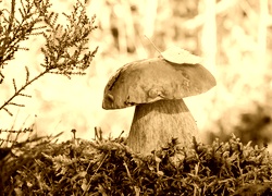 Sepia