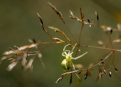 Oryginalny obrazek