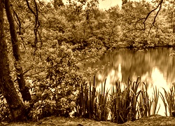 Sepia