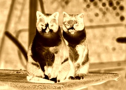 Sepia + Negatyw
