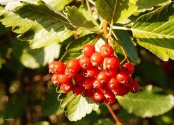 Oryginalny obrazek
