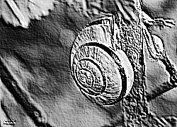 Skamielina