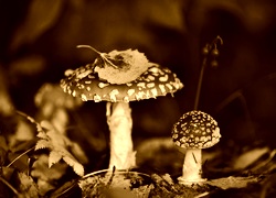 Sepia