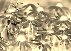 Sepia + Negatyw